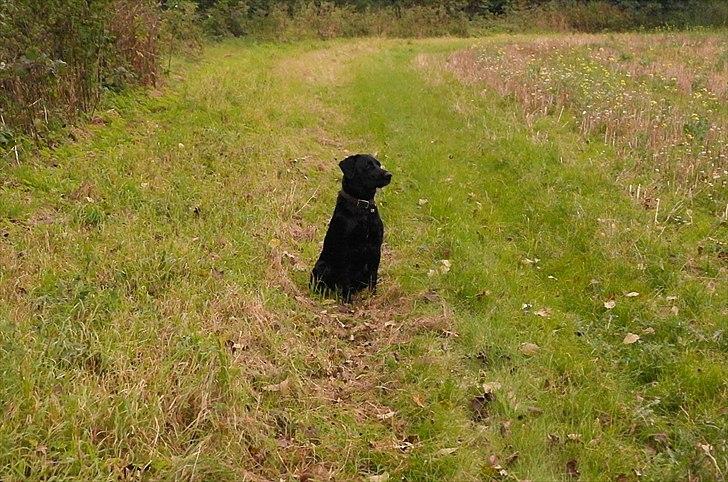 Blanding af racer Bobby billede 10