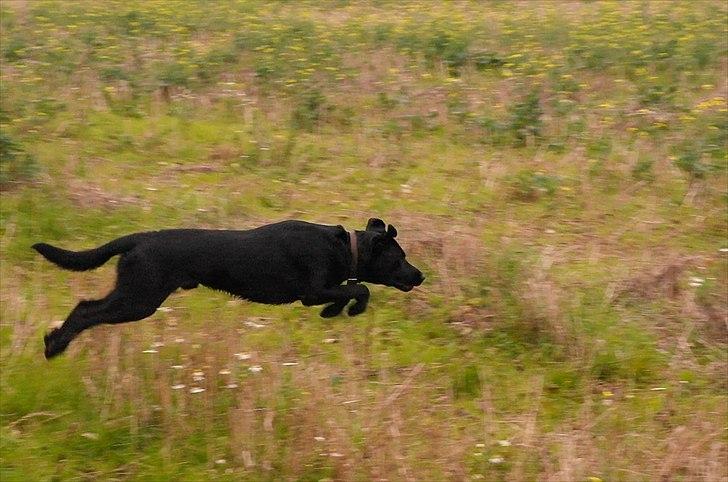 Blanding af racer Bobby billede 11