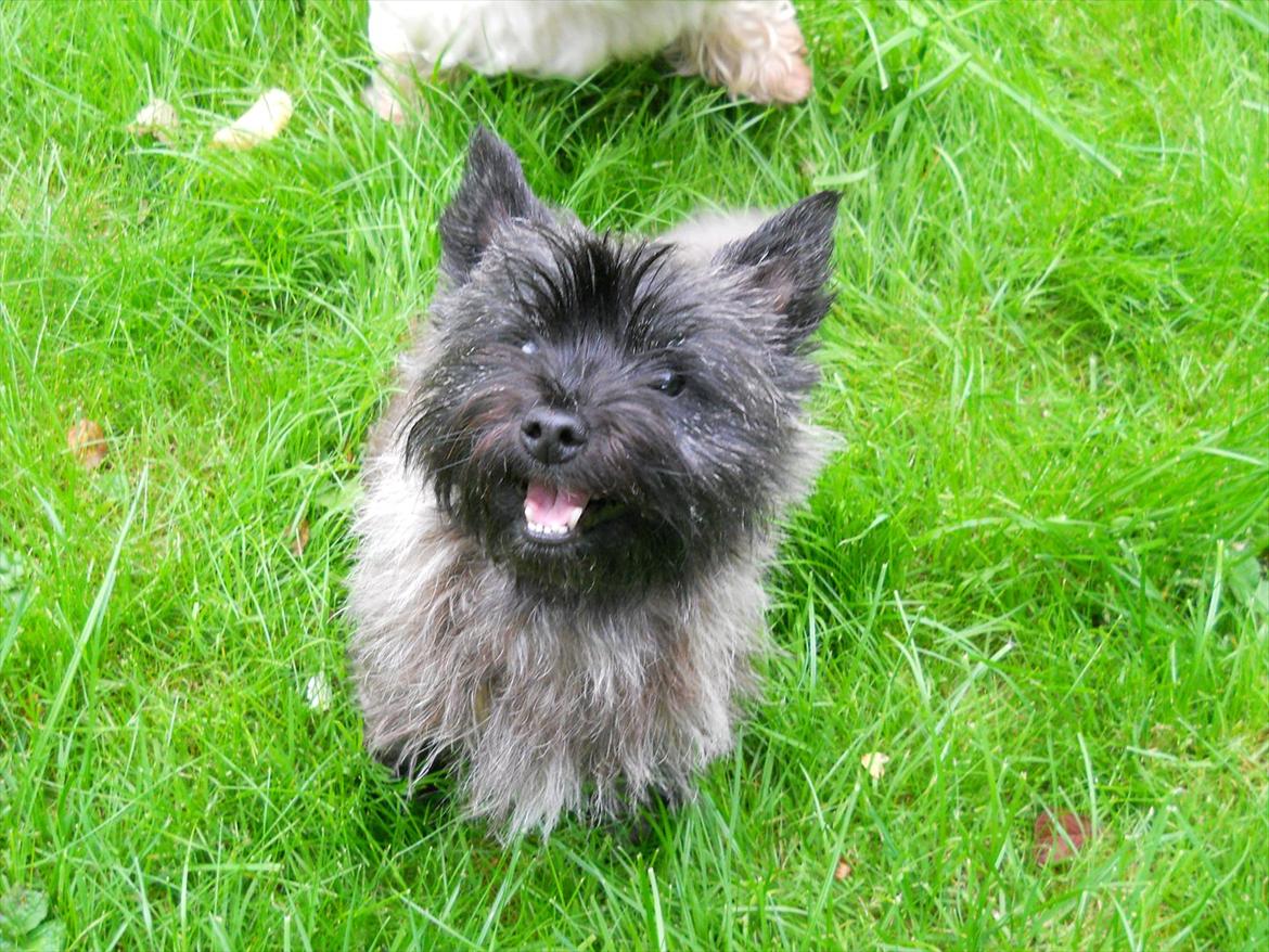 Cairn terrier Ziggy (Banditten<3) billede 6