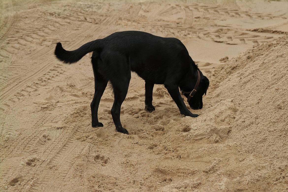 Blanding af racer Bobby billede 12