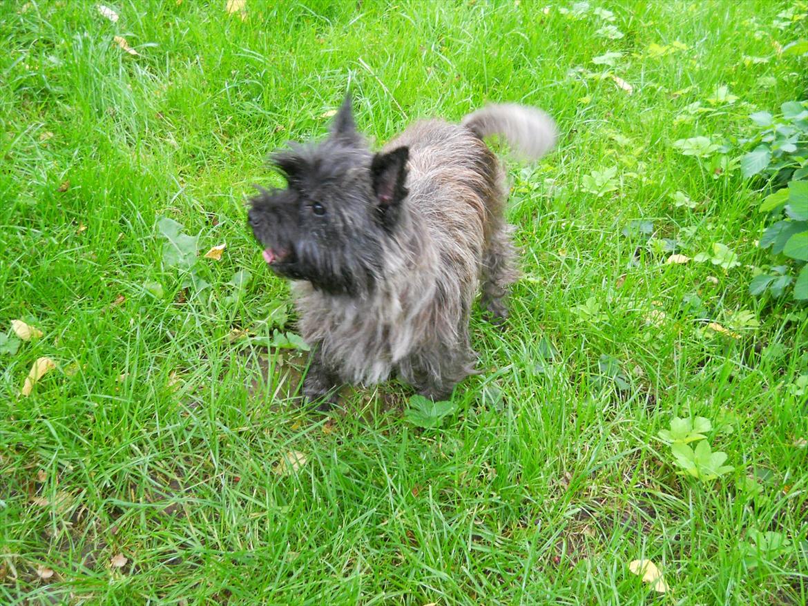 Cairn terrier Ziggy (Banditten<3) billede 8