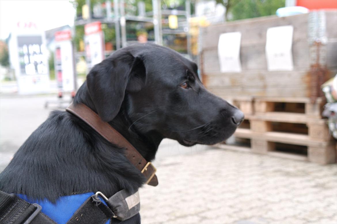 Blanding af racer Bobby billede 13