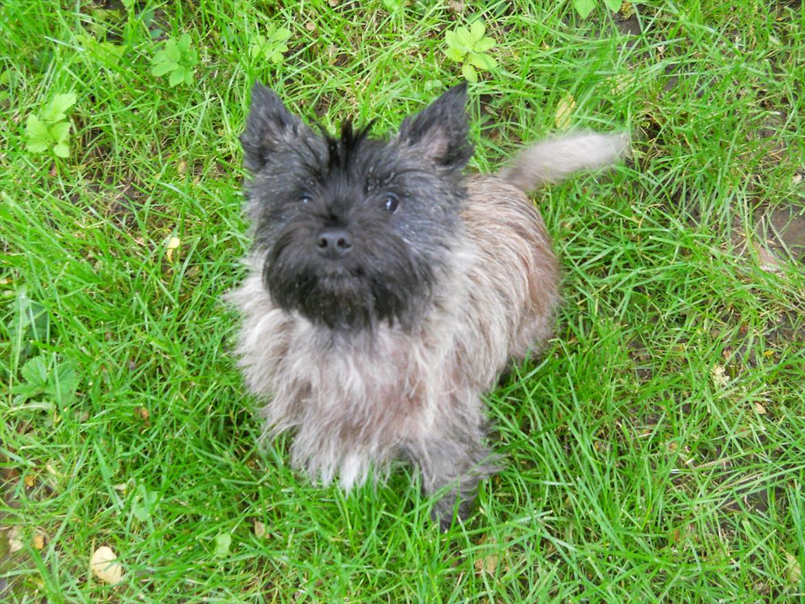 Cairn terrier Ziggy (Banditten<3) billede 10