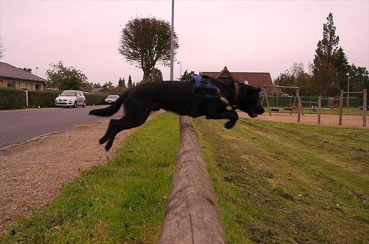 Blanding af racer Bobby - Pælen er kun omkring 20 centimeter så han springer et godt stykke over (: billede 14