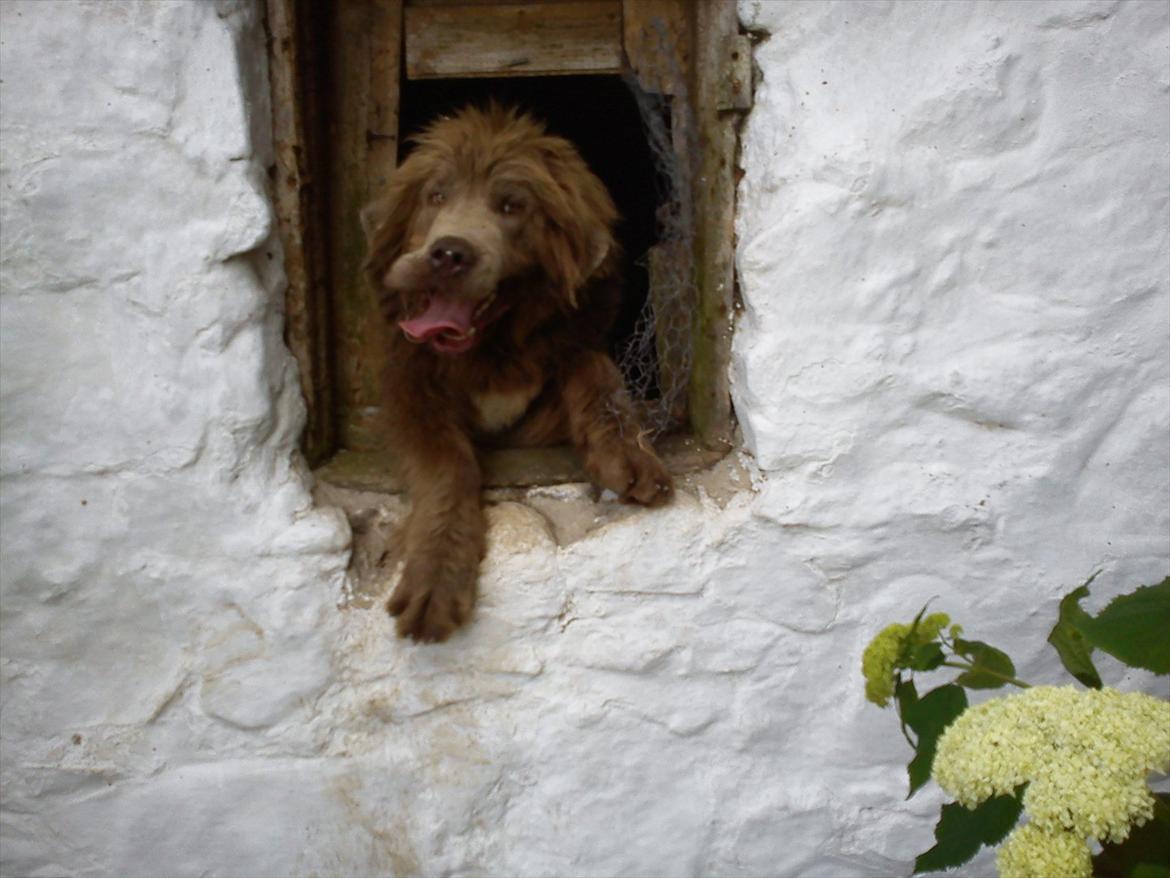 Newfoundlænder Silver billede 12