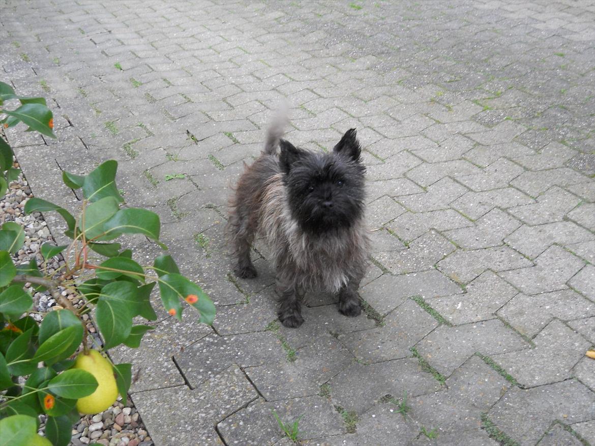 Cairn terrier Ziggy (Banditten<3) - Farvel :D

Læg gerne en Kommentar og en bedømmelse :D billede 9