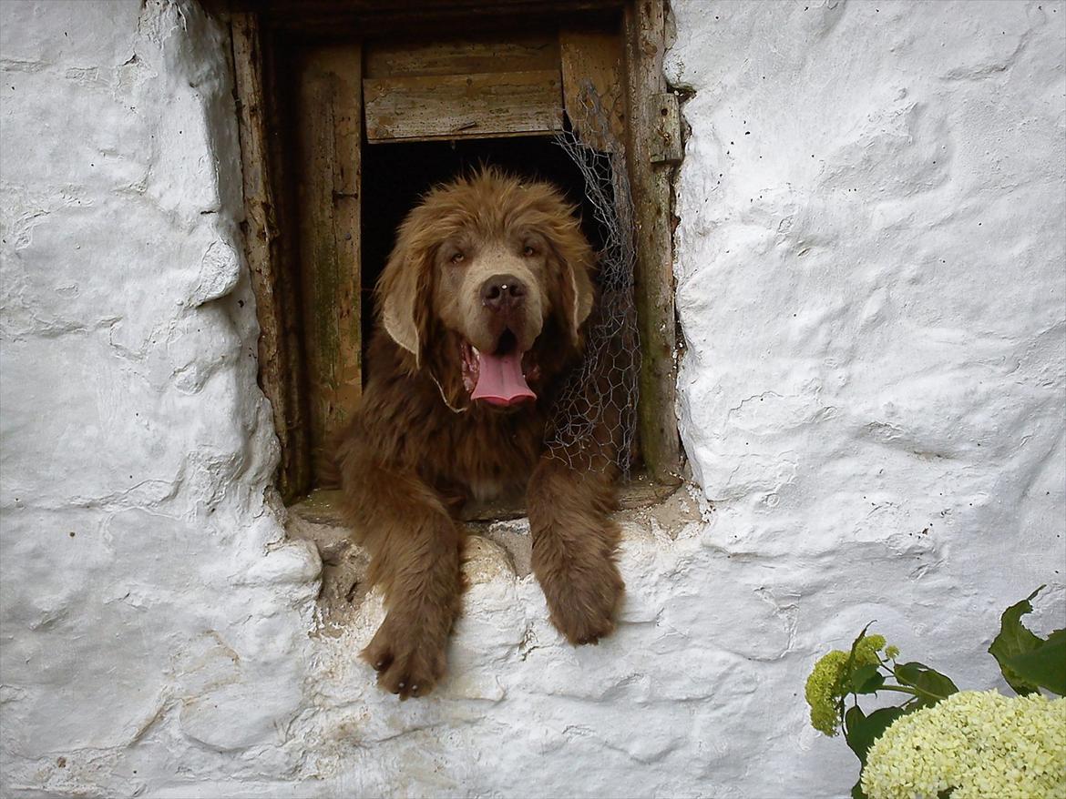 Newfoundlænder Silver billede 13