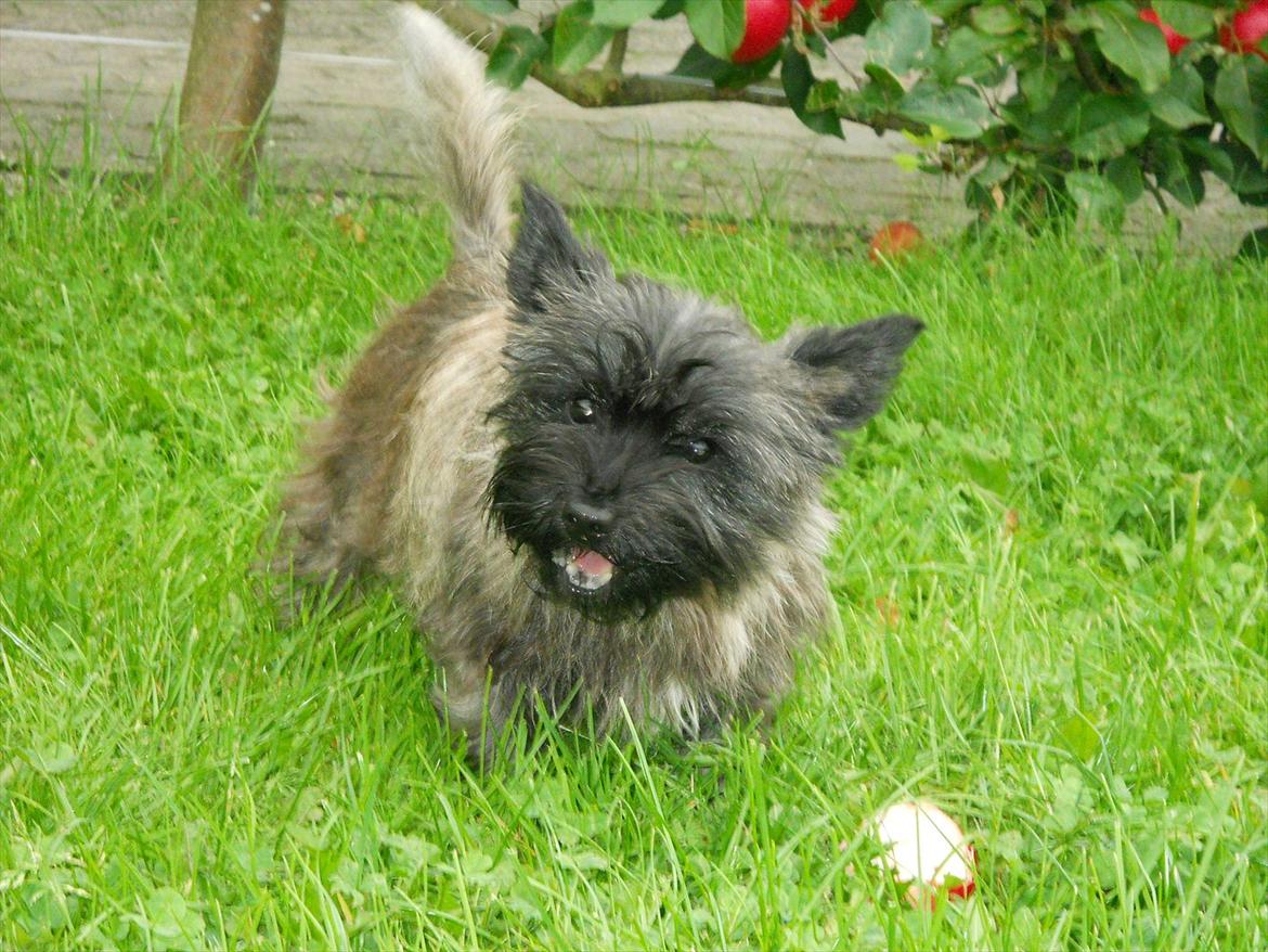 Cairn terrier Ziggy (Banditten<3) - Ziggy der gnasker æble :D billede 12