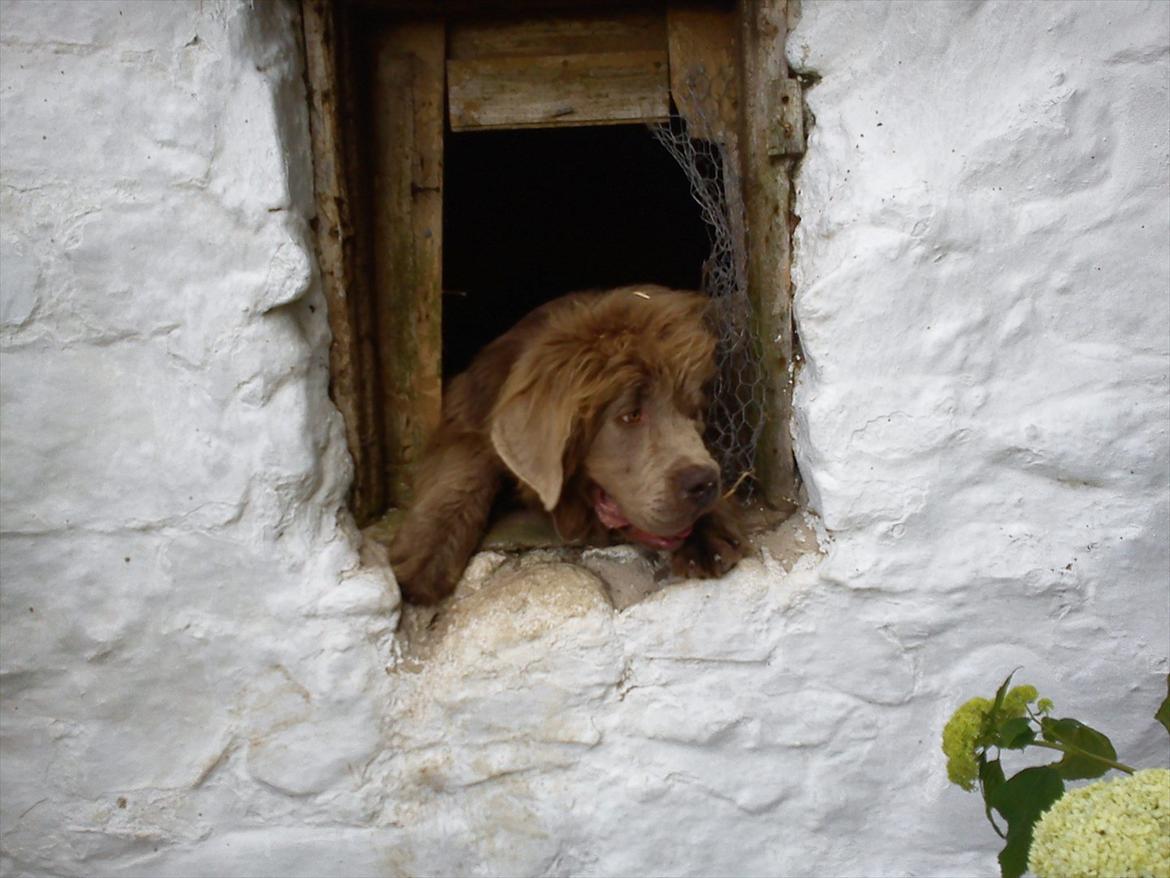 Newfoundlænder Silver billede 14