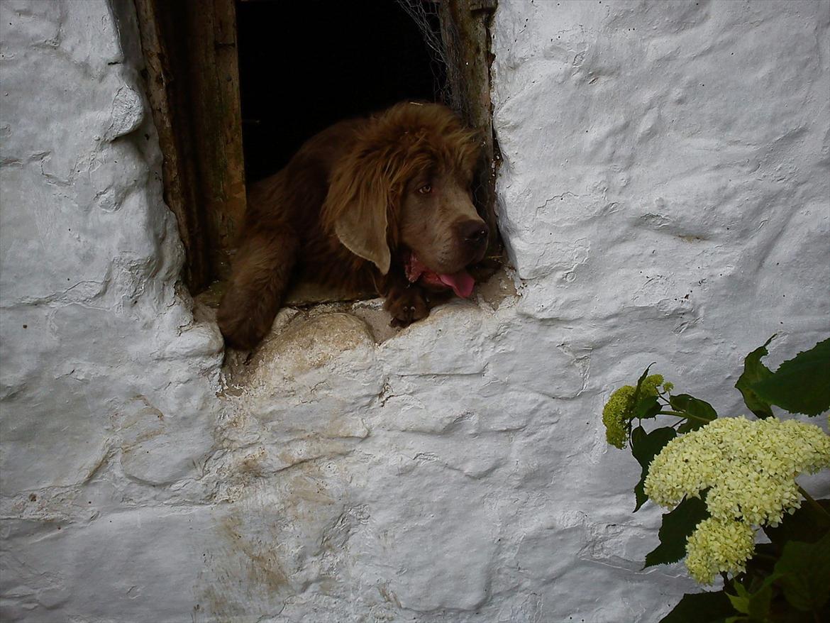 Newfoundlænder Silver billede 15