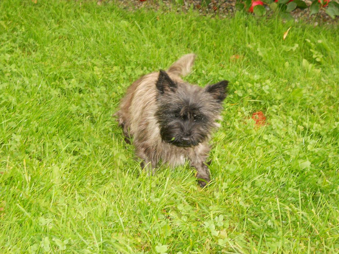 Cairn terrier Ziggy (Banditten<3) billede 14