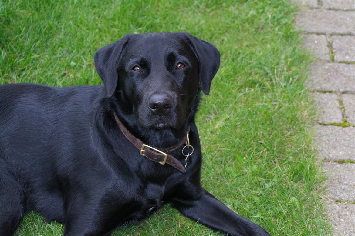 Blanding af racer Bobby billede 15