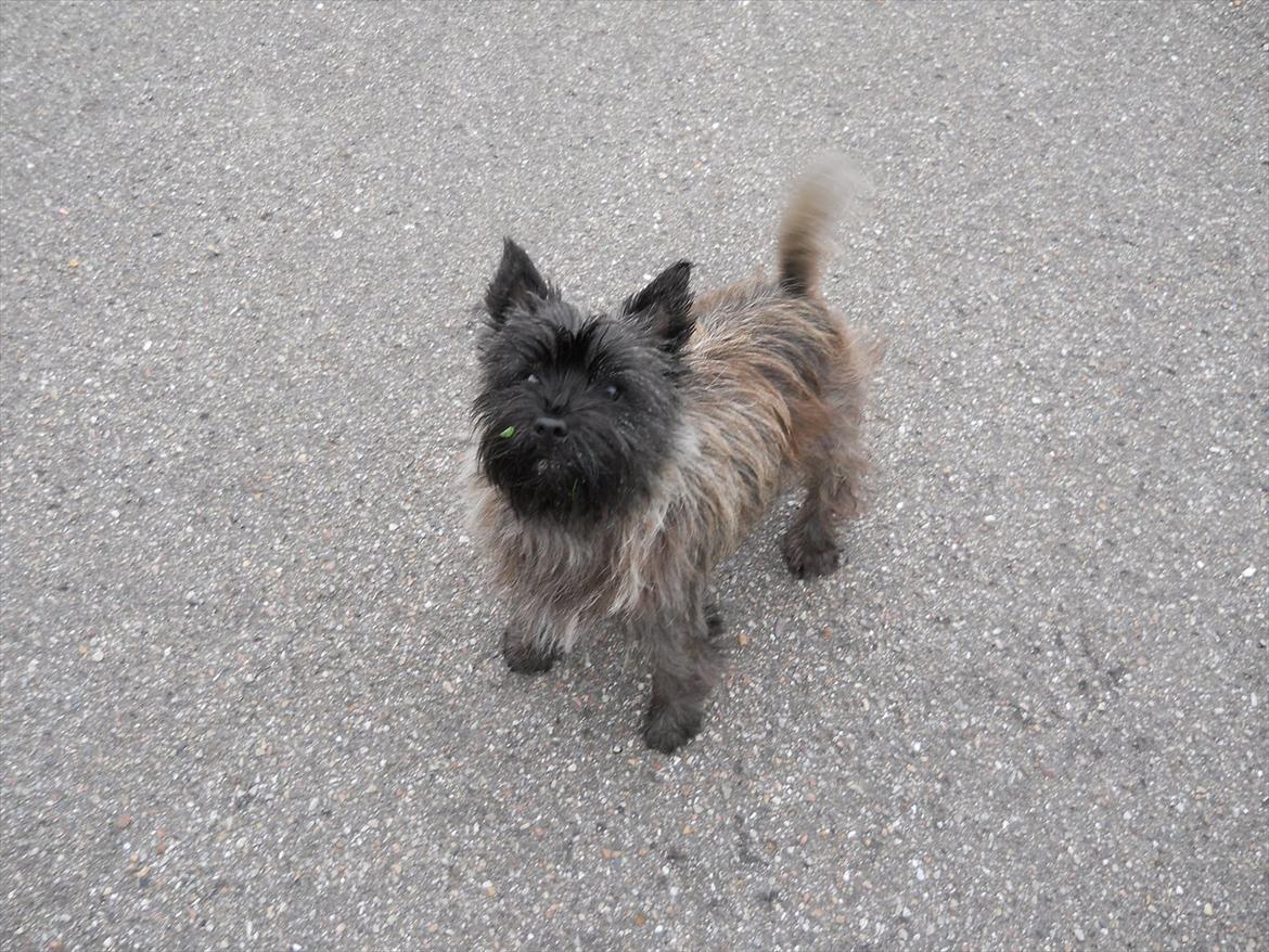 Cairn terrier Ziggy (Banditten<3) billede 5