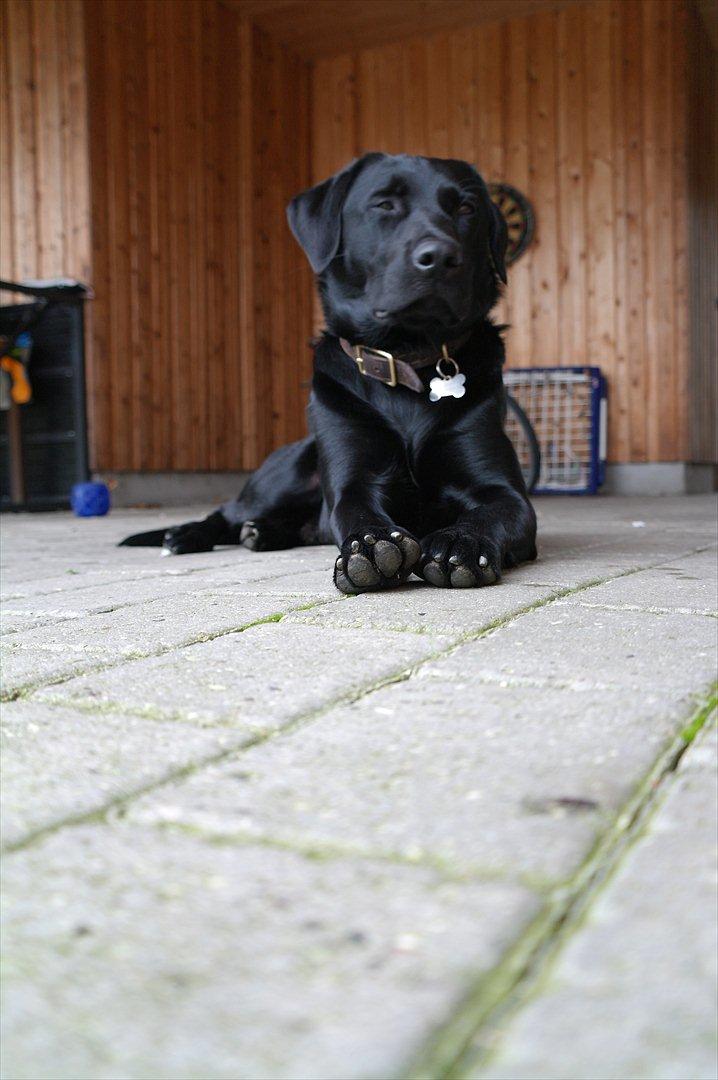 Blanding af racer Bobby - Han ser så kongelig ud her :-)' billede 16