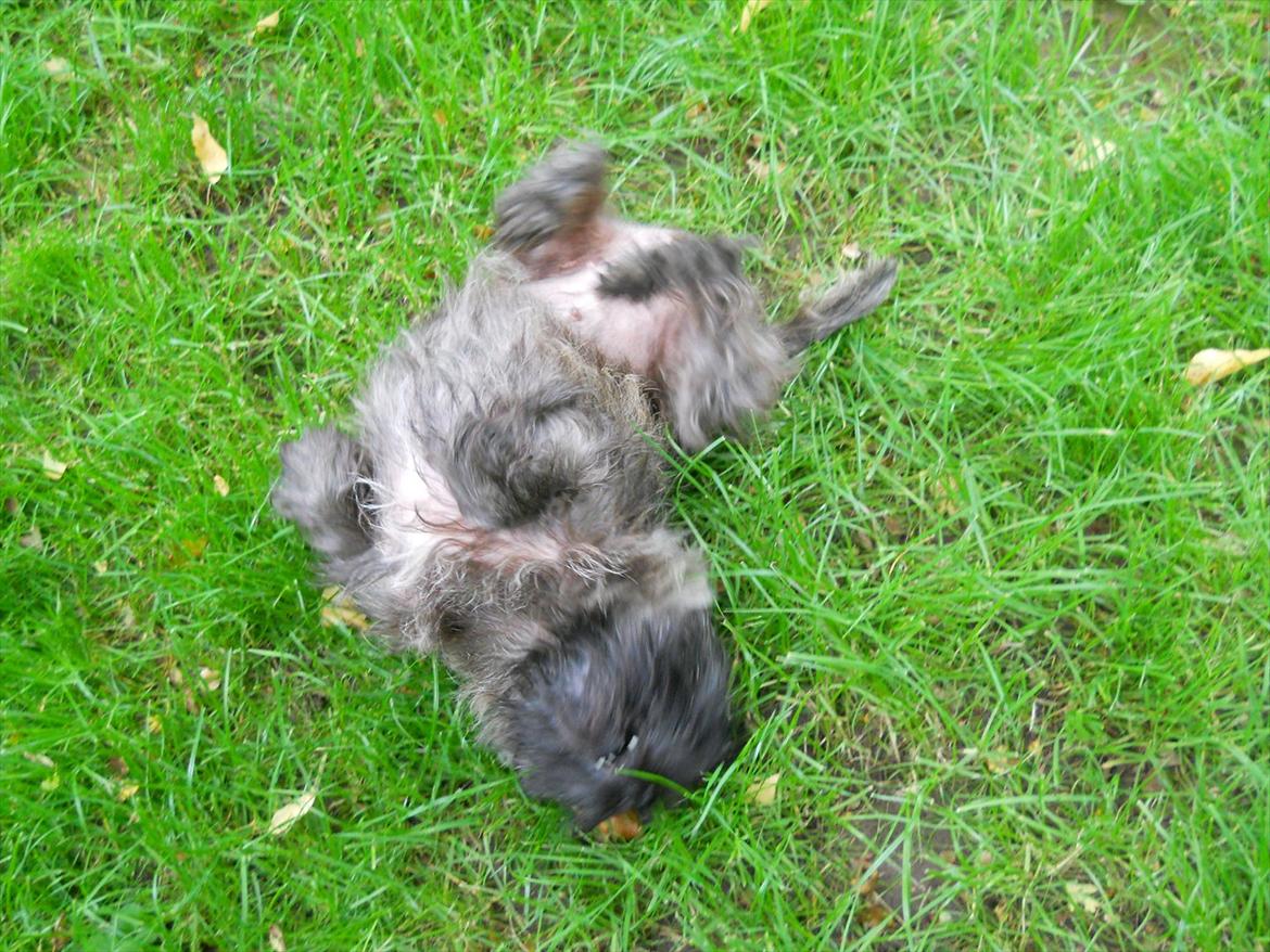 Cairn terrier Ziggy (Banditten<3) - Ziggy ruller sig. billede 15