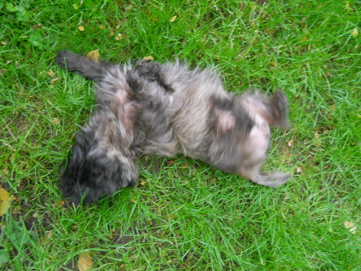 Cairn terrier Ziggy (Banditten<3) - Ziggy ruller sig :) billede 16