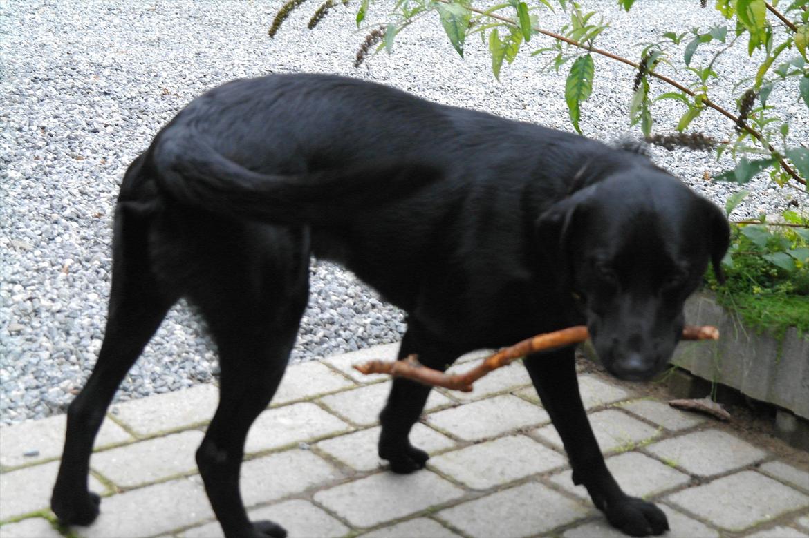 Blanding af racer Bobby - Og den lovrende hale :-) billede 17