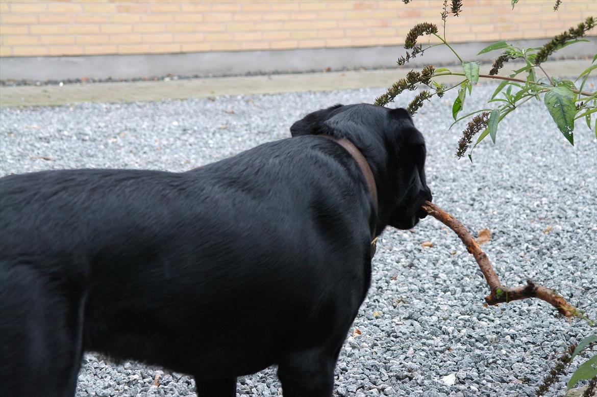 Blanding af racer Bobby billede 18