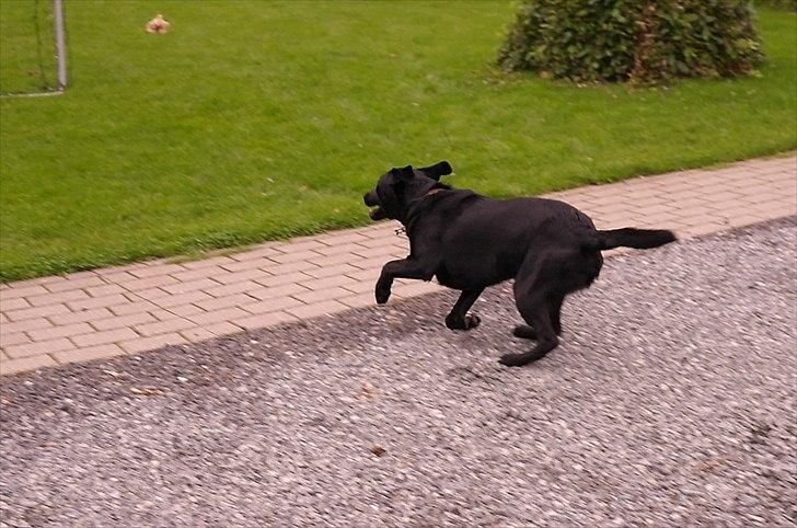 Blanding af racer Bobby billede 19