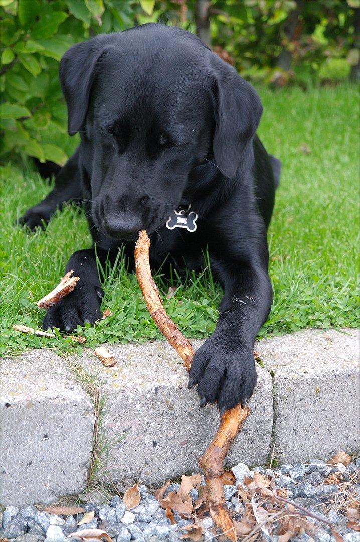 Blanding af racer Bobby - Hver gang han får en pind og vi skal kaste den, har han smuldret den inden '(-: billede 1