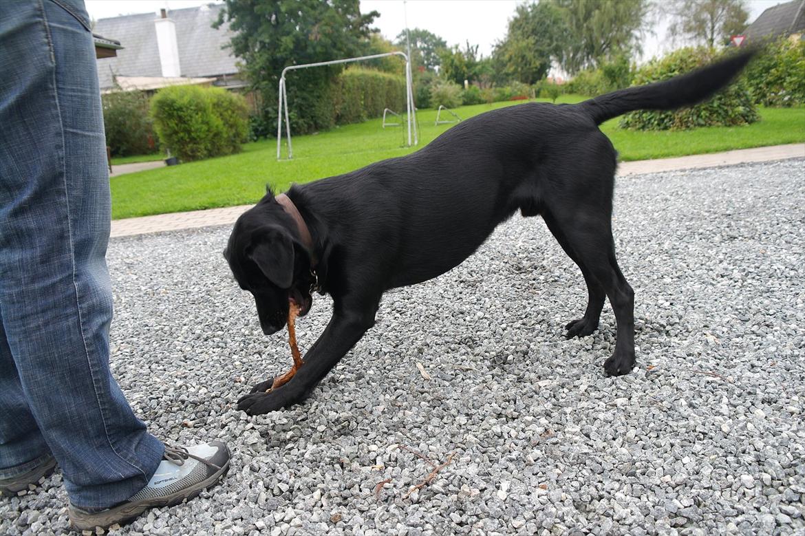 Blanding af racer Bobby - Tygge, tygge, tygge :-I billede 20