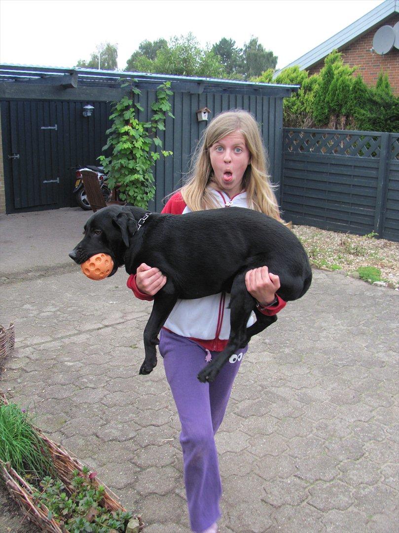 Labrador retriever Baby Marco billede 6