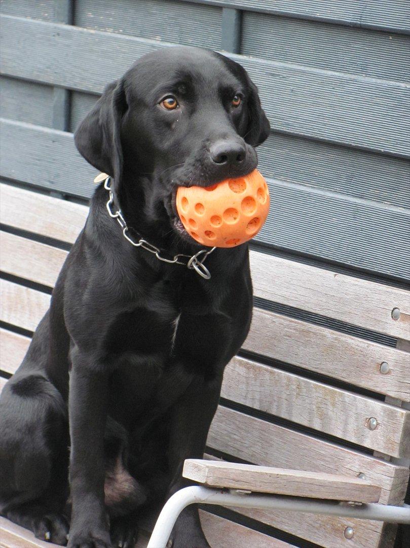 Labrador retriever Baby Marco billede 7