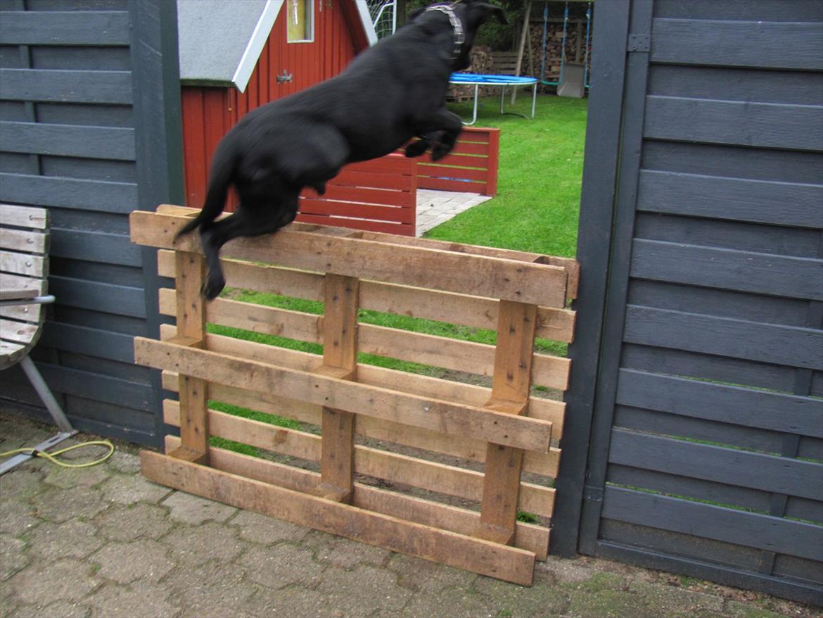 Labrador retriever Baby Marco billede 8