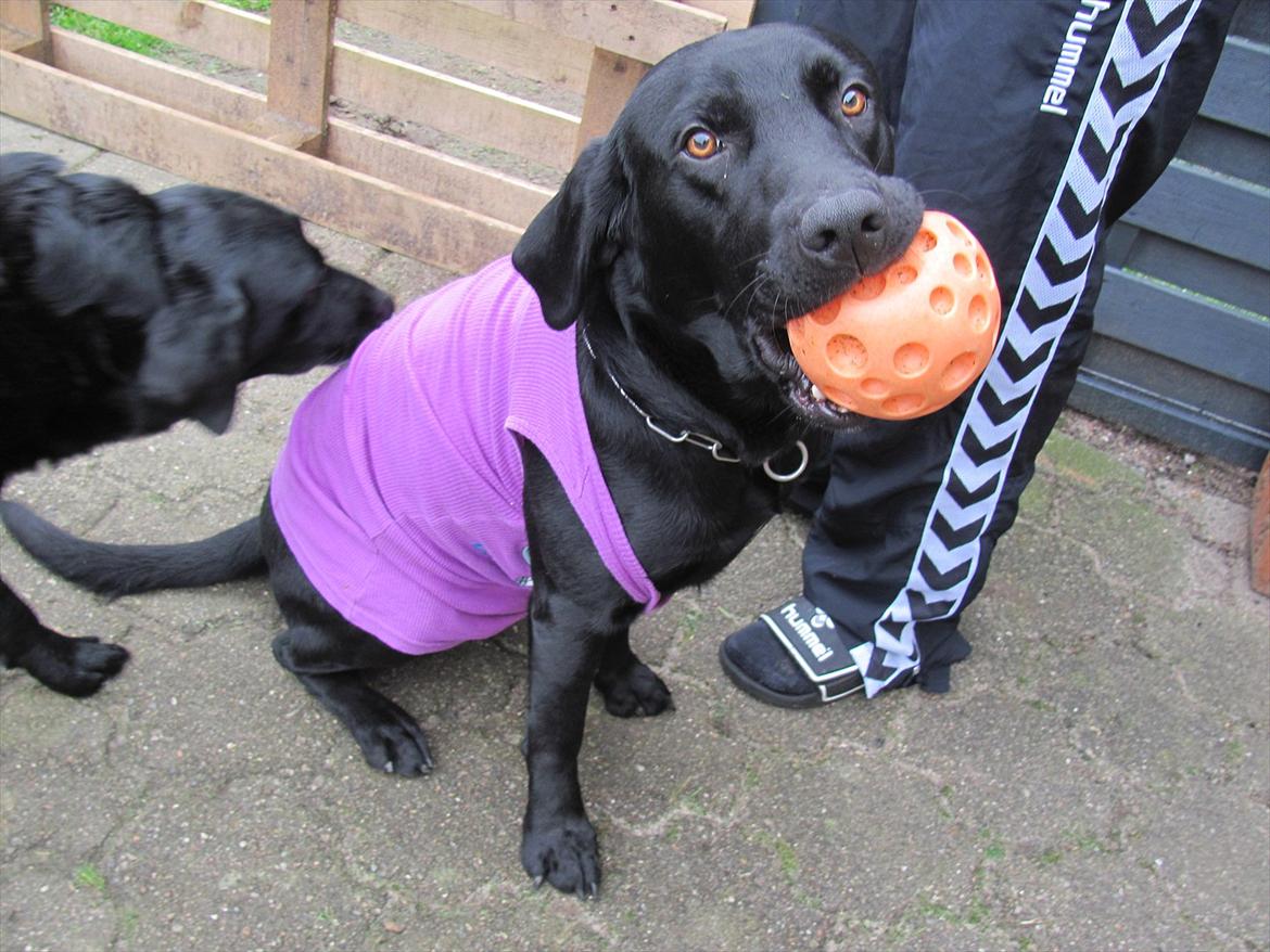 Labrador retriever Baby Marco billede 9