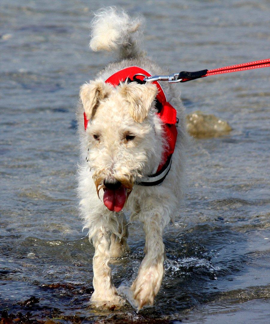 Ruhåret foxterrier Vega - My soulmate <3 billede 13