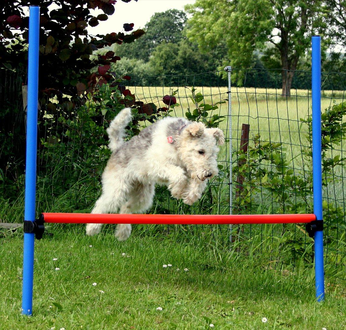 Ruhåret foxterrier Vega - My soulmate <3 billede 16