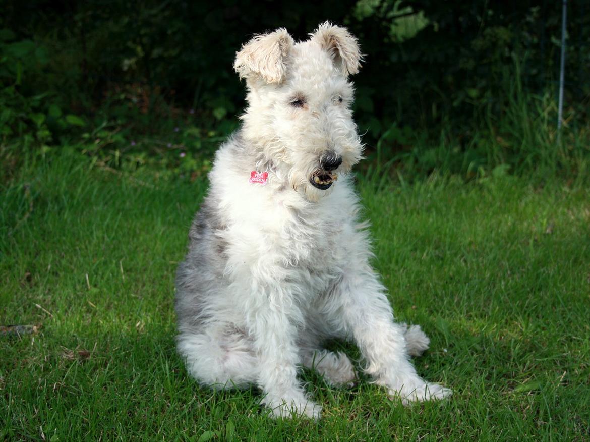 Ruhåret foxterrier Vega - My soulmate <3 billede 14
