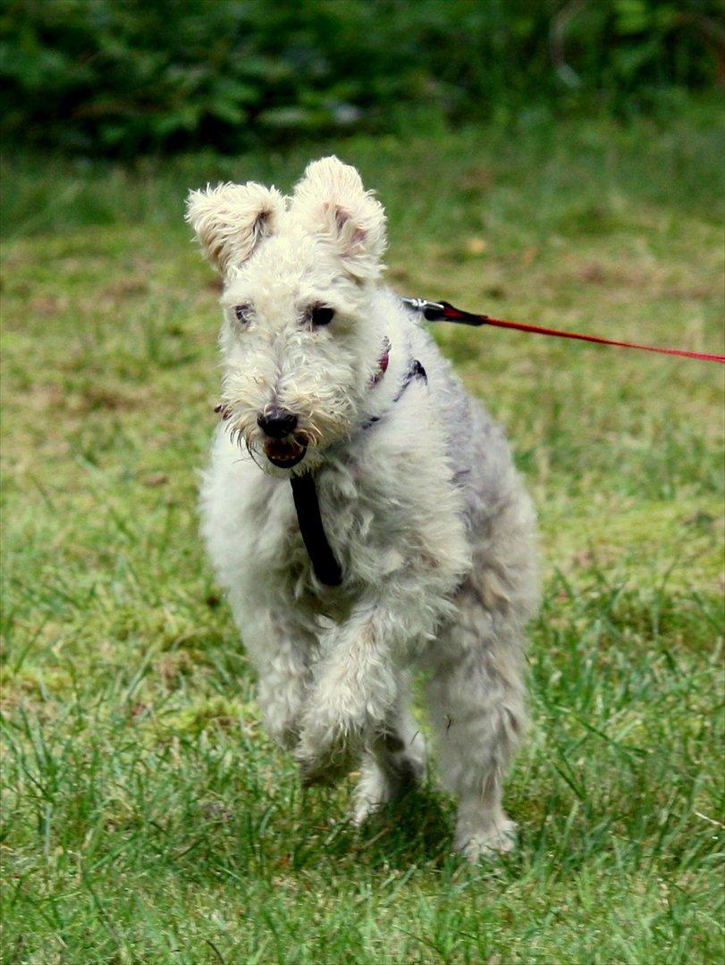 Ruhåret foxterrier Vega - My soulmate <3 billede 17