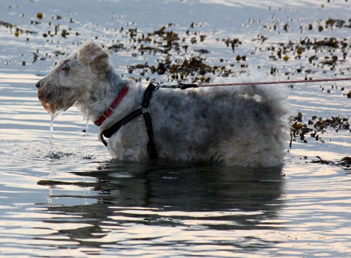 Ruhåret foxterrier Vega - My soulmate <3 billede 18