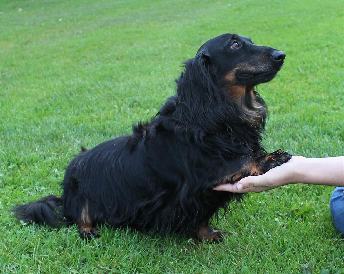 Gravhund Sigurd - Det her billede, er et af de billeder der betyder mest for mig, efter hans død. Hans blik på det her billede, jeg savner det så meget. Billedet er taget den sidste sommer vi havde ham. 8 år gammel og han havde næste lige lært at give pote. Jeg savner ham. billede 6