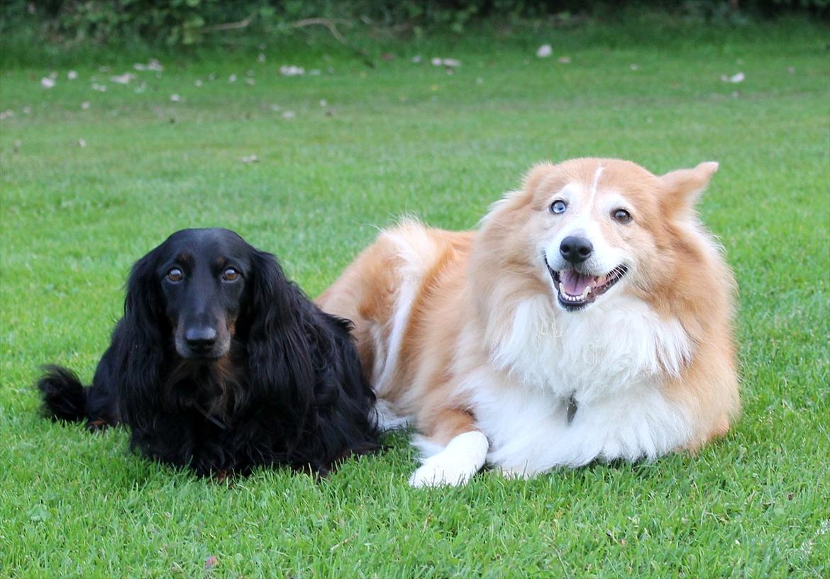 Gravhund Sigurd - Sigurd og Mille. Foto: Ann-Sofie A billede 7