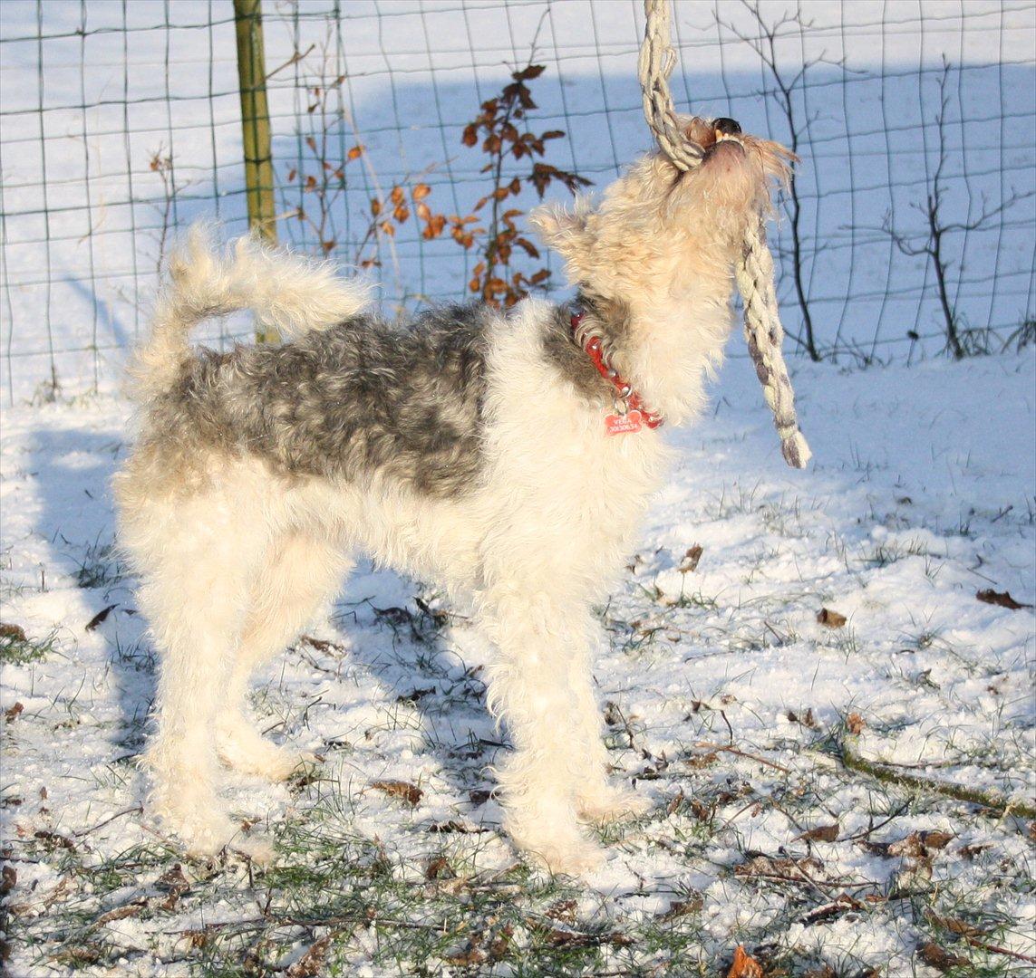 Ruhåret foxterrier Vega - My soulmate <3 billede 15