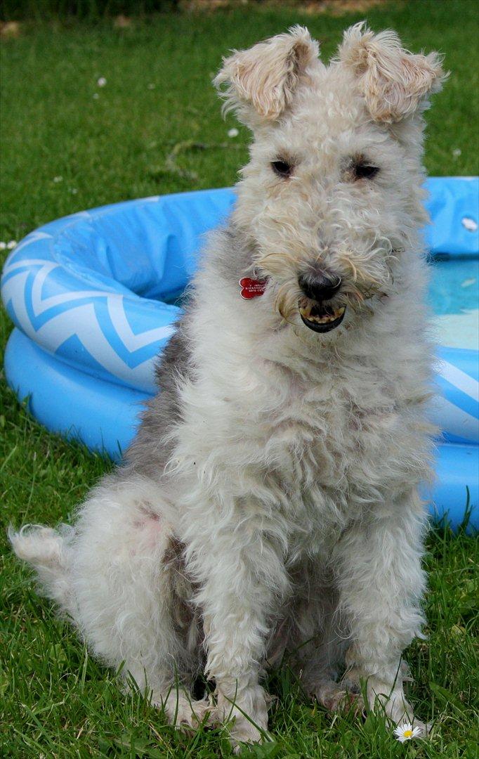Ruhåret foxterrier Vega - My soulmate <3 billede 20