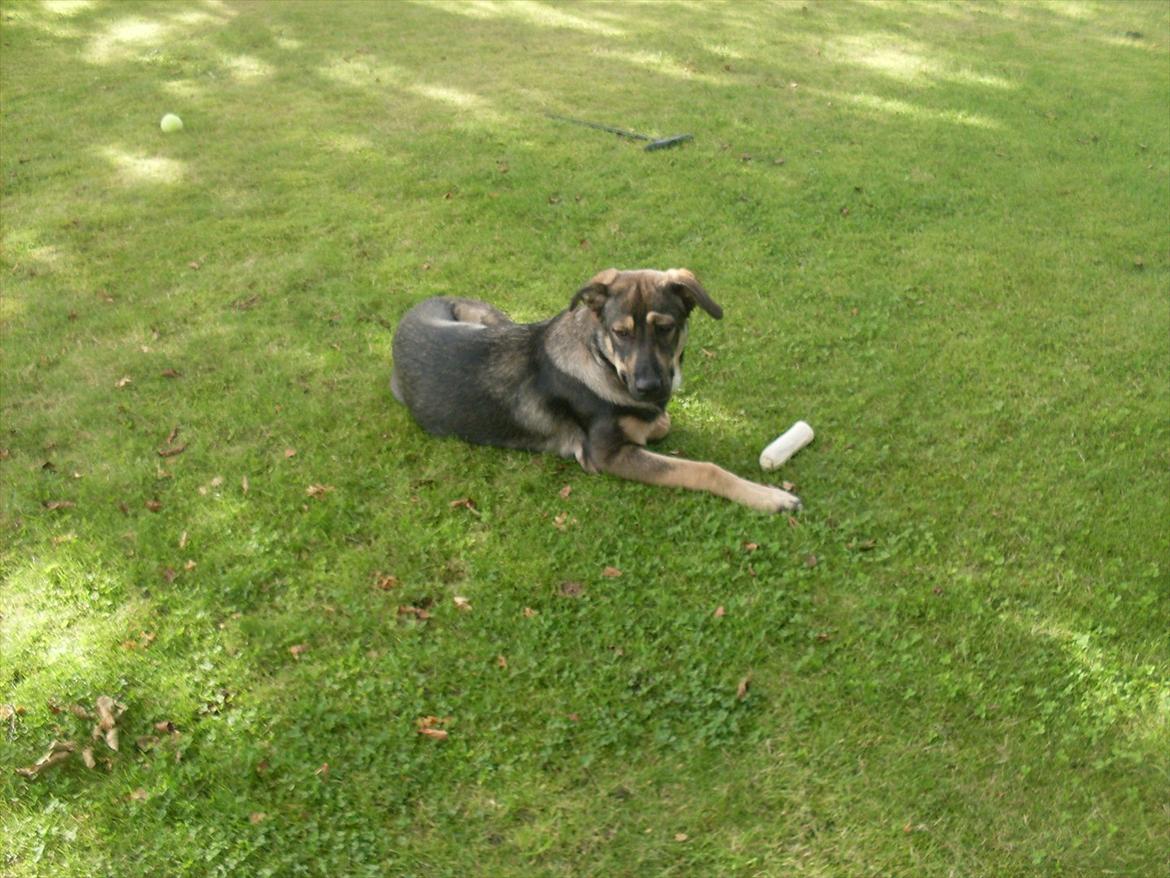 Blanding af racer Aya R.I.P min smukke engel. - Dejlig dag i haven d. 16-9-2011 billede 9