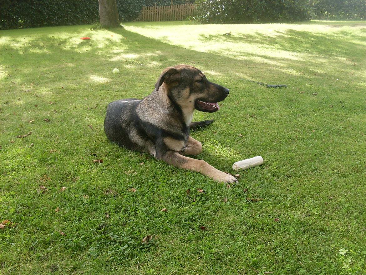 Blanding af racer Aya R.I.P min smukke engel. - Smukke Aya d. 16-9-2011. billede 1