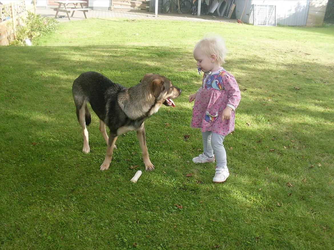 Blanding af racer Aya R.I.P min smukke engel. - D. 16-9-2011. billede 4