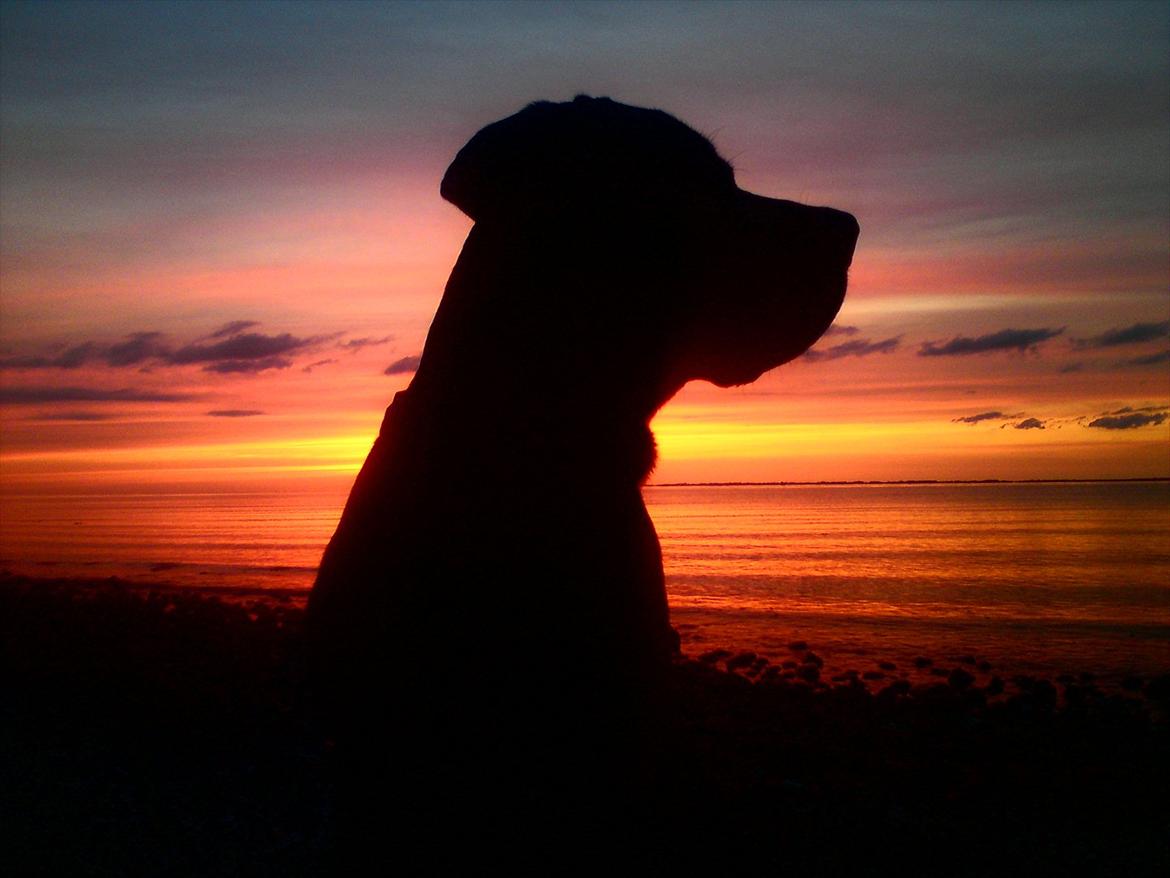 Blanding af racer tyson rottweiler og labrador  billede 1