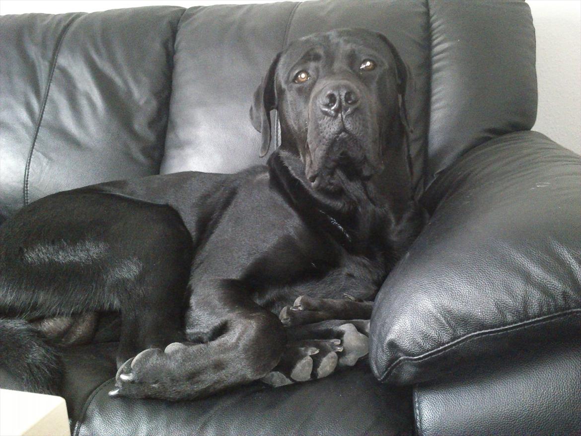 Blanding af racer tyson rottweiler og labrador  billede 2