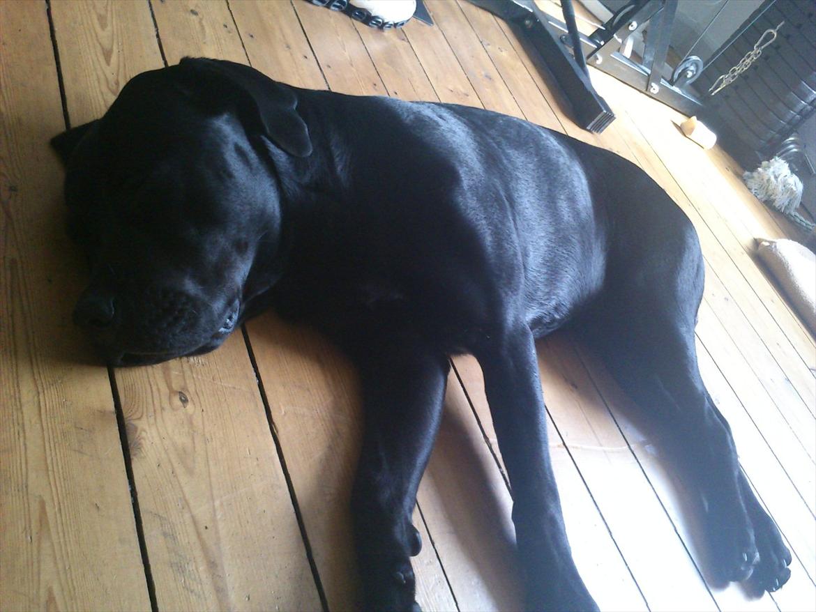 Blanding af racer tyson rottweiler og labrador  billede 3