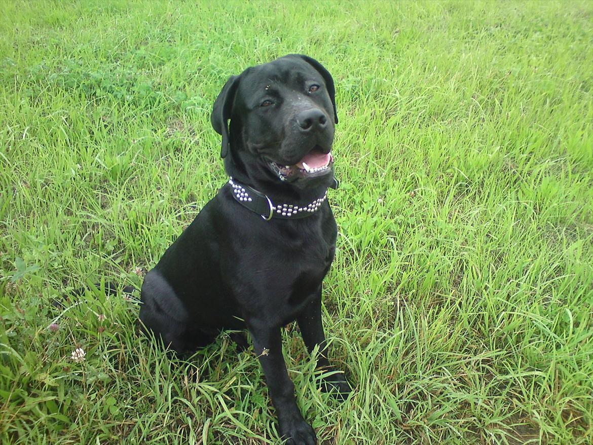 Blanding af racer tyson rottweiler og labrador  billede 5