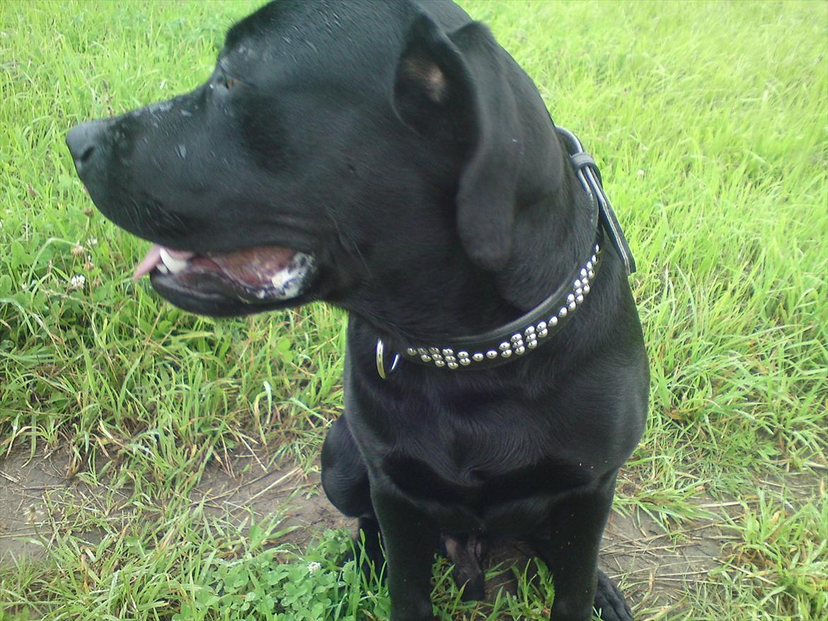 Blanding af racer tyson rottweiler og labrador  billede 6