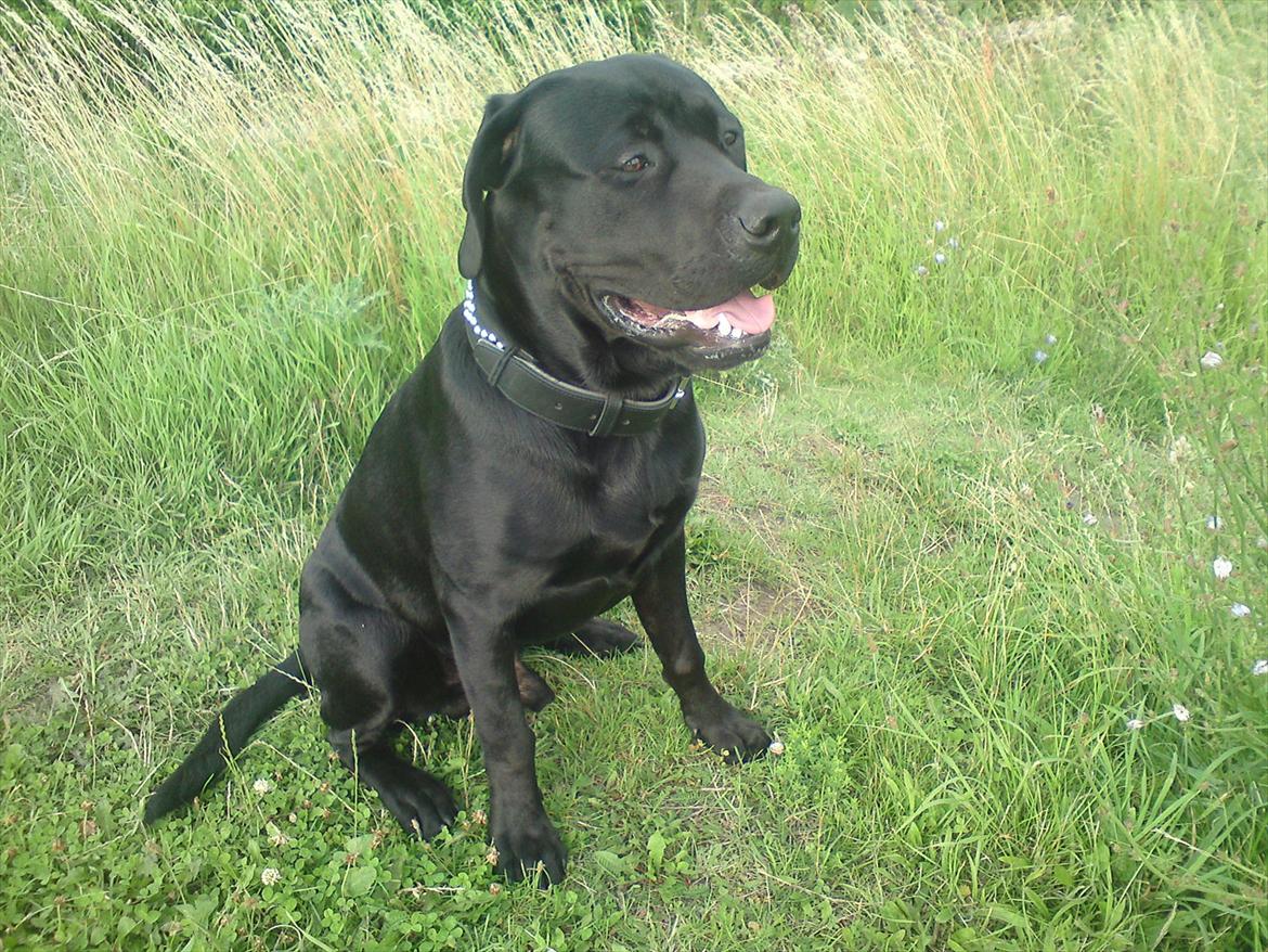 Blanding af racer tyson rottweiler og labrador  billede 7
