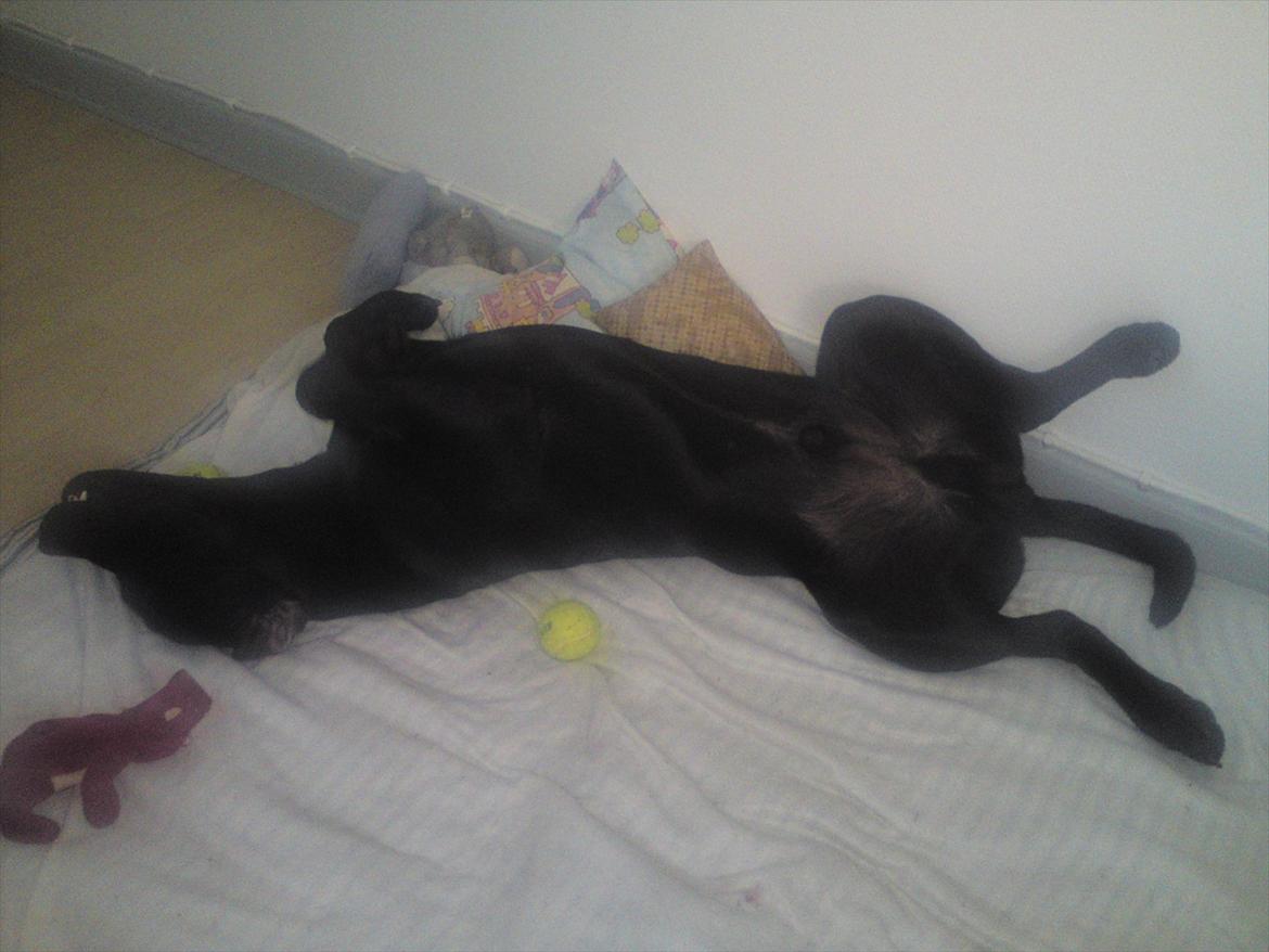 Blanding af racer tyson rottweiler og labrador  billede 8