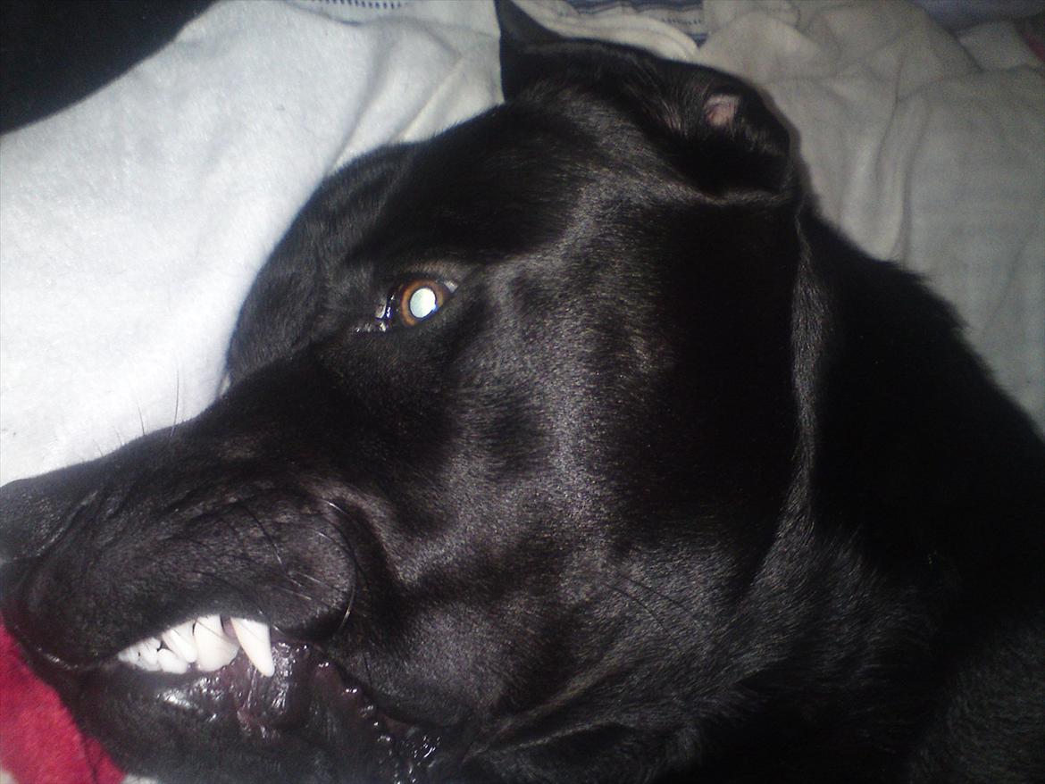 Blanding af racer tyson rottweiler og labrador  billede 9