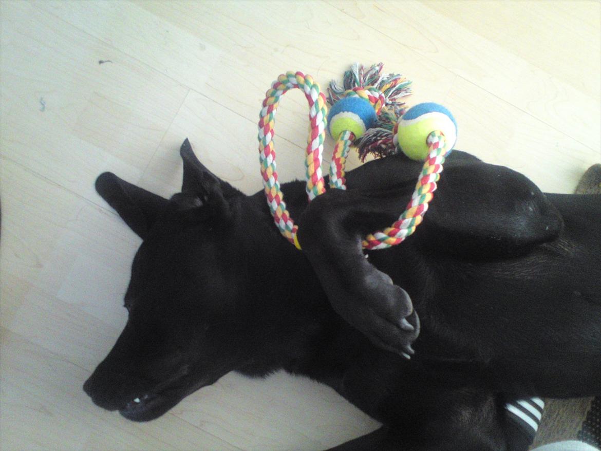 Blanding af racer tyson rottweiler og labrador  billede 10